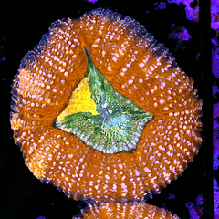 Lobophyllia hemprichii tricolor 