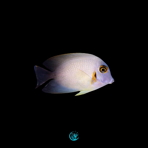 Acanthurus Pyroferus Half Black 