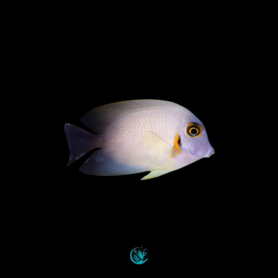 Acanthurus Pyroferus Half Black  1