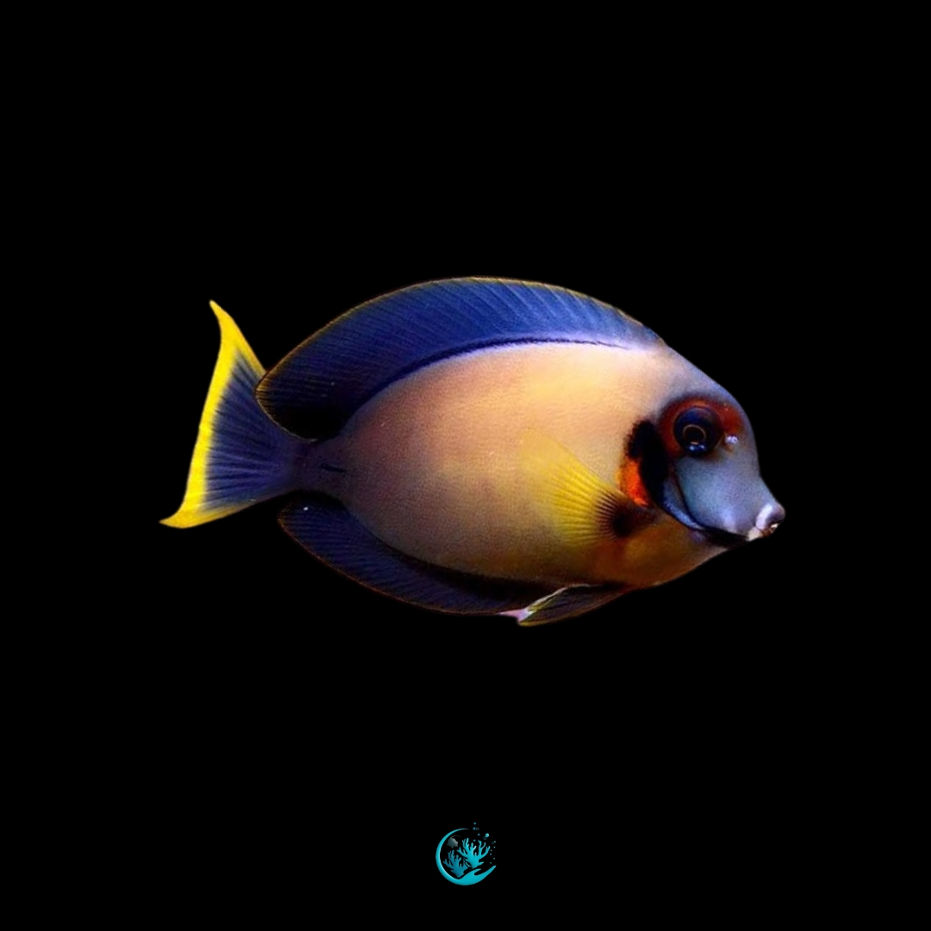 Acanthurus Pyroferus Half Black 