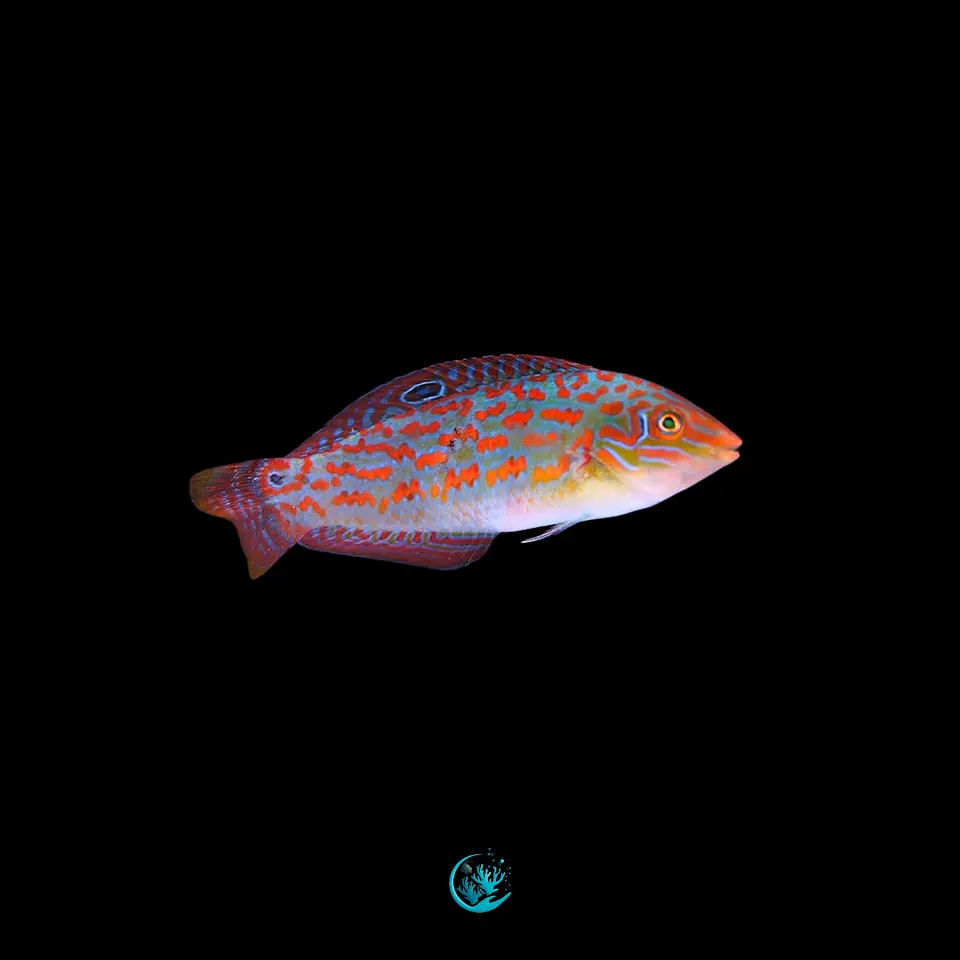 Halichoeres timorensis 1