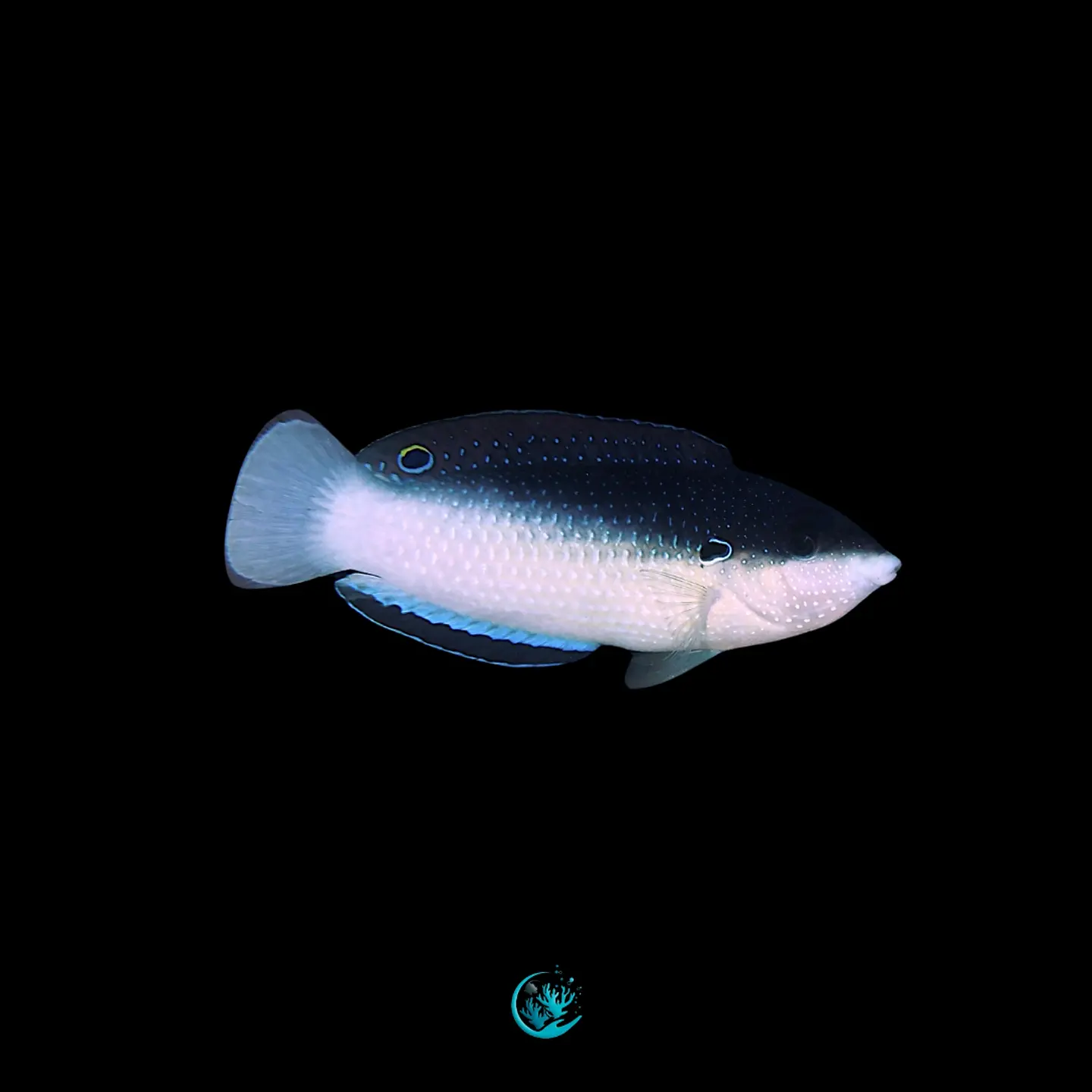 Anampses Neoguinaicos 1