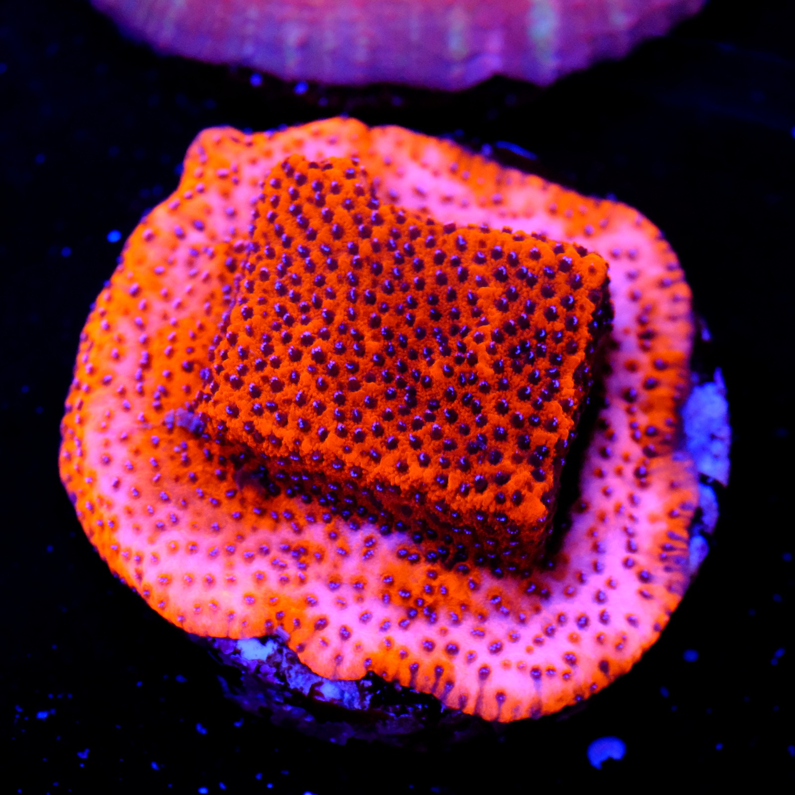 Montipora mystic 1