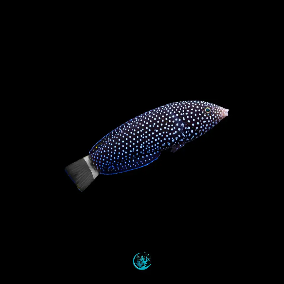 Anampses Lineatus 1