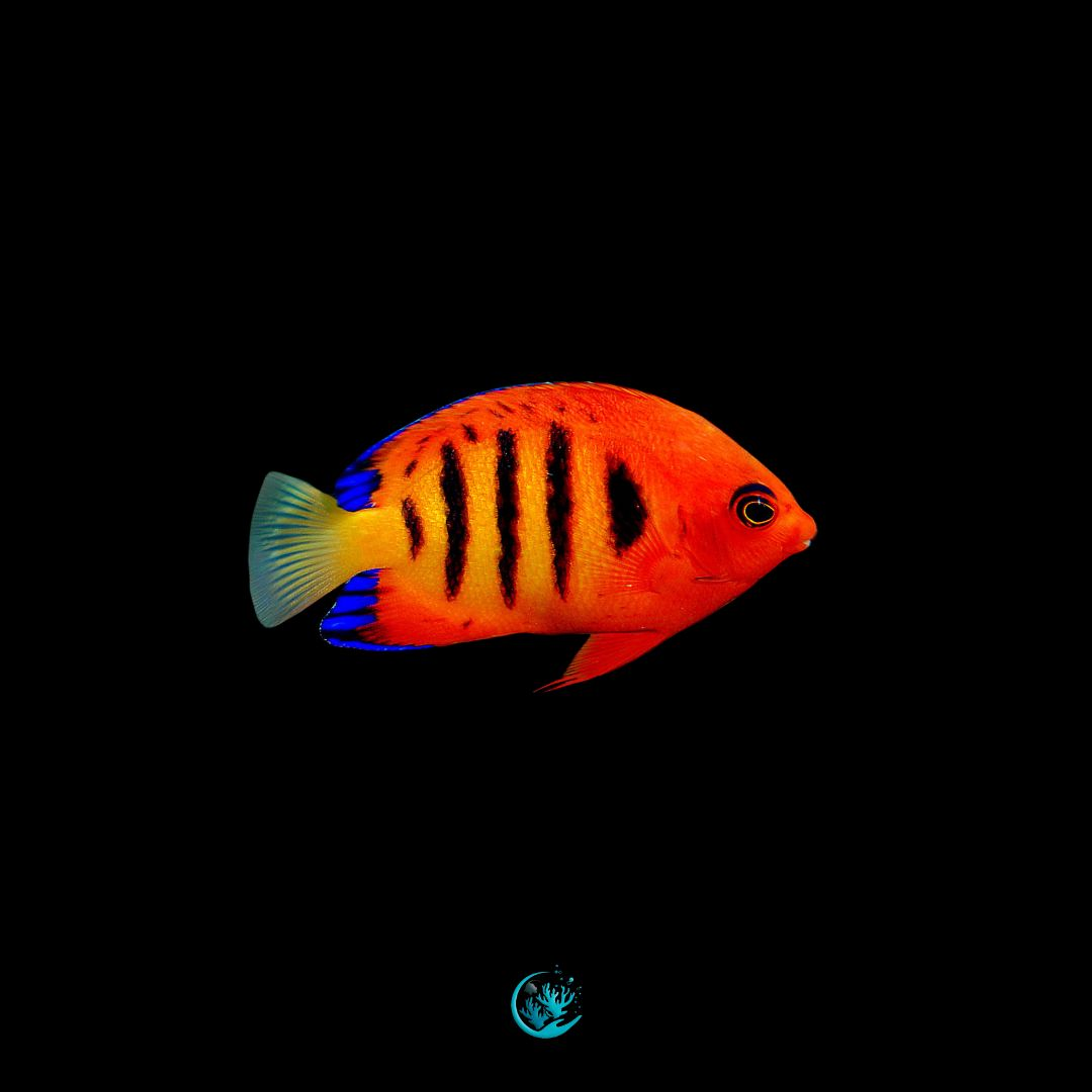 Centropyge Loriculus