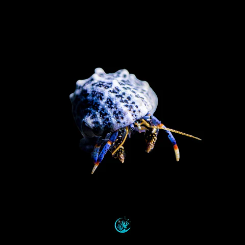 Clibanarius Tricolor