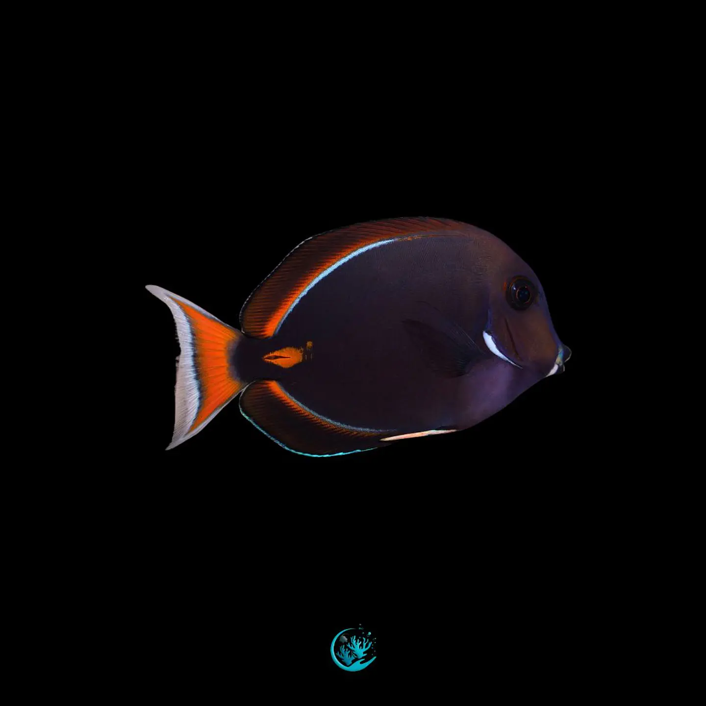 Acanthurus Achilles 1