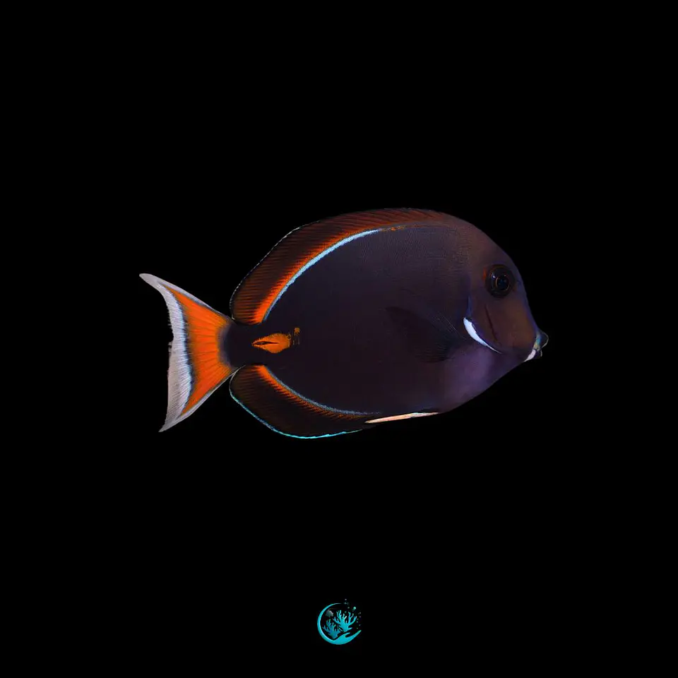 Acanthurus Achilles 1