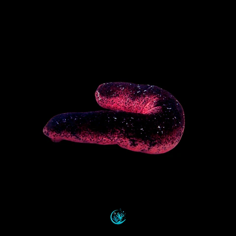 Holothuria edulis