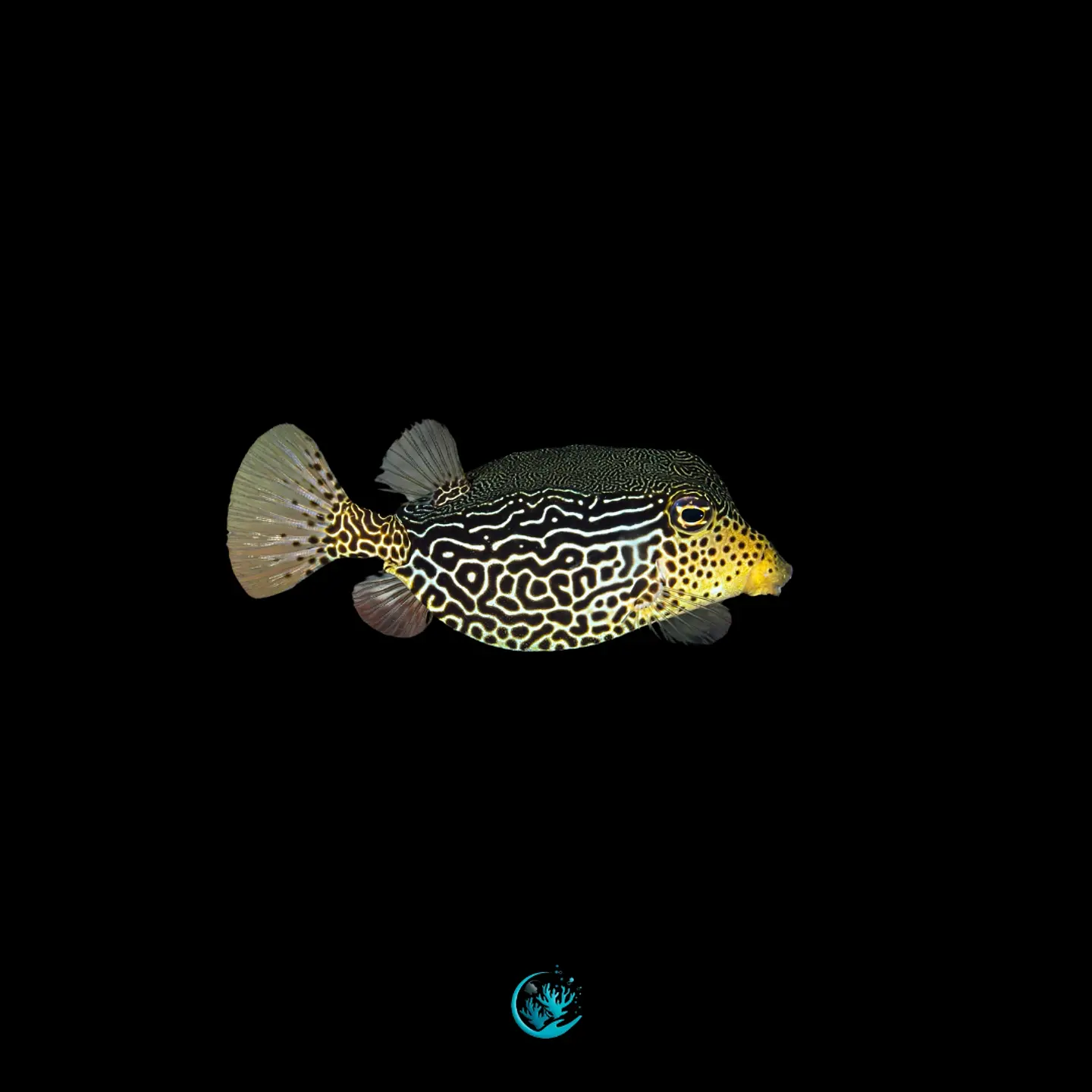 Ostracion solorensis 1