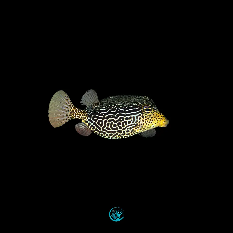 Ostracion solorensis 1