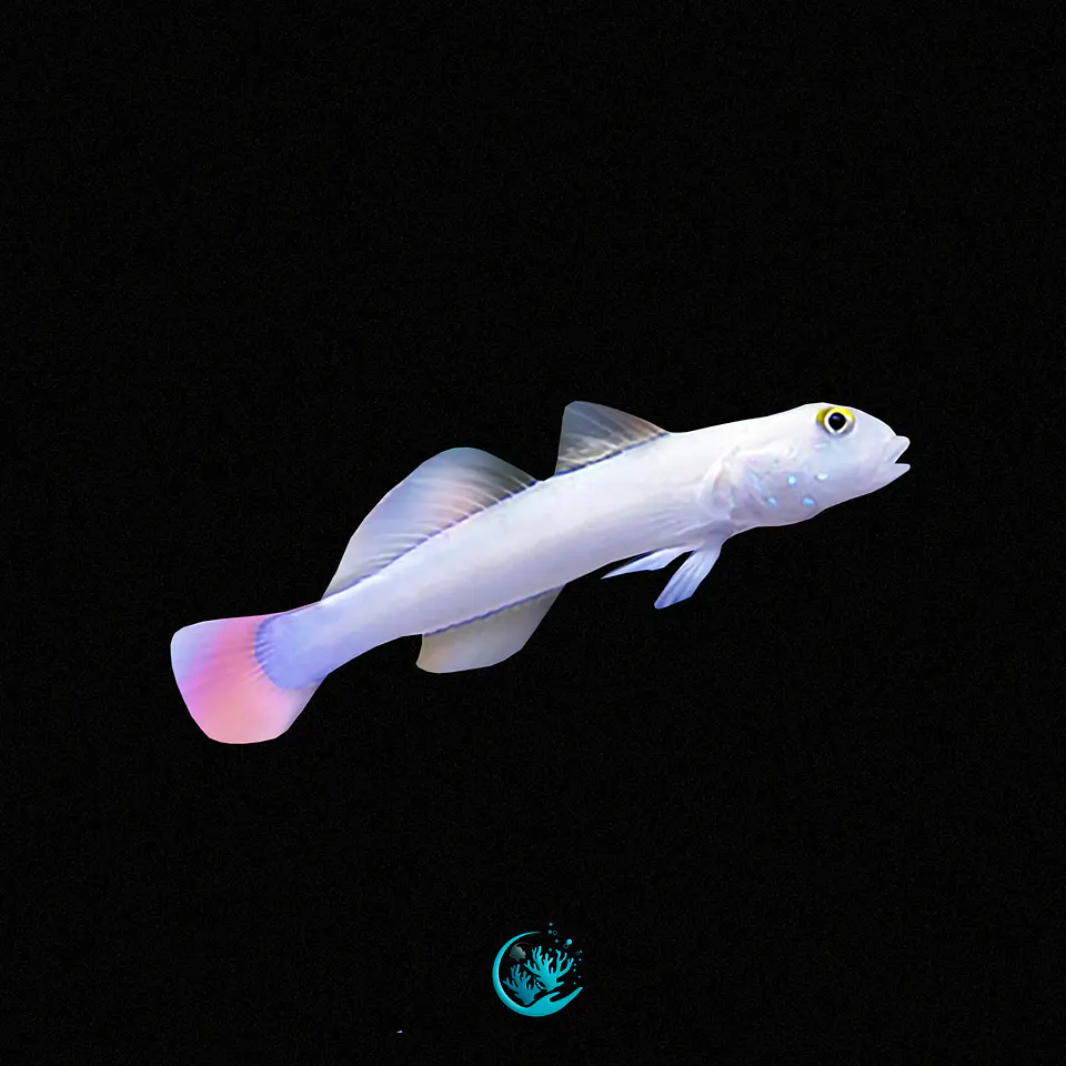 Valenciennea Sexguttata  1