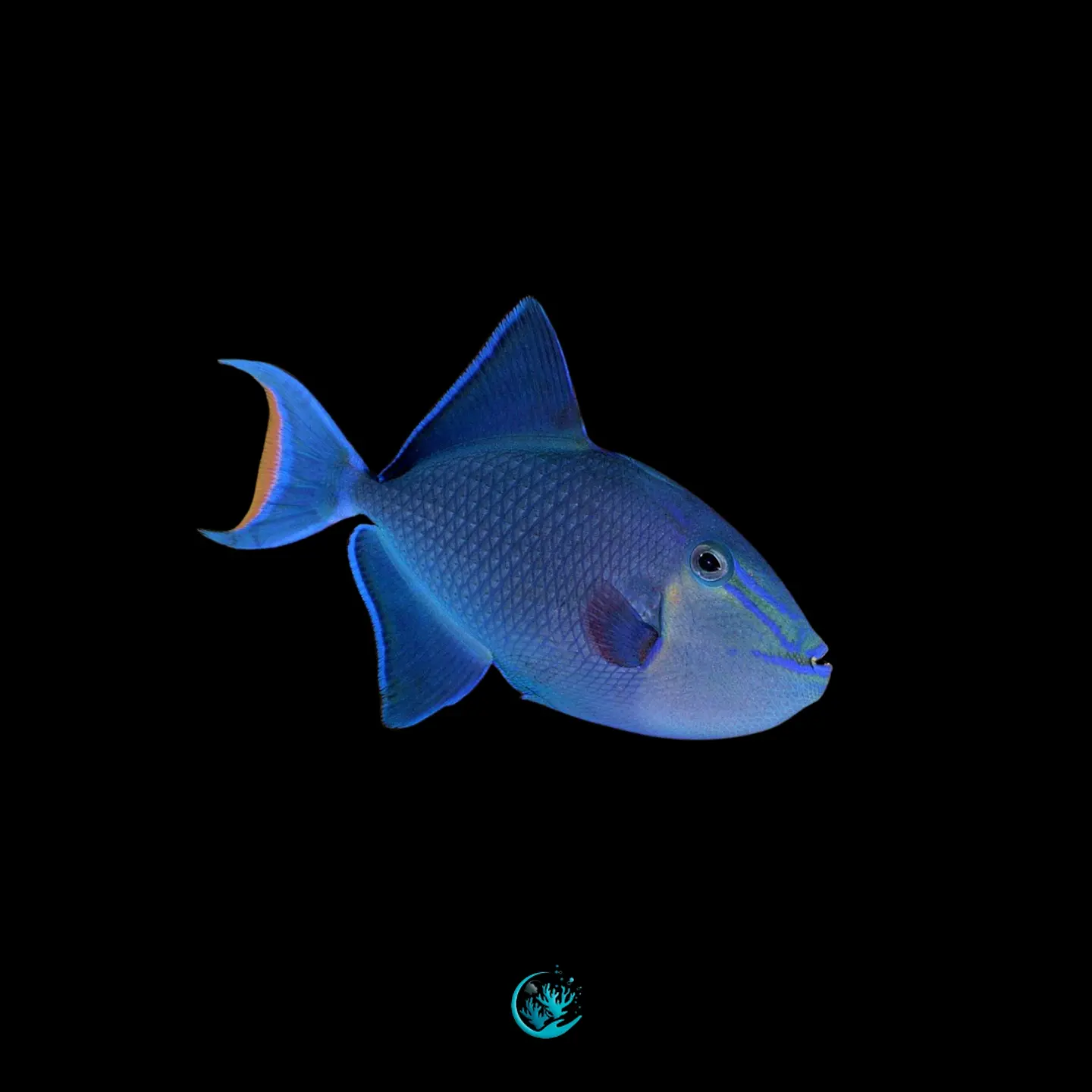 Odonus niger 1