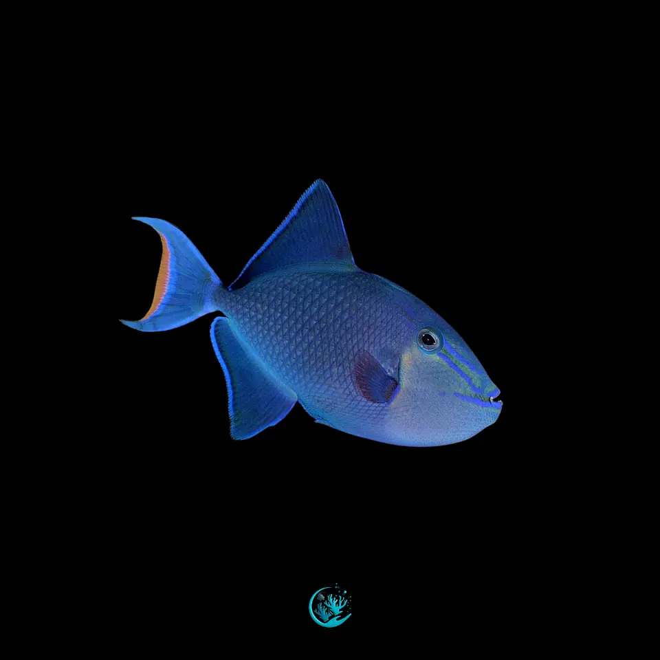 Odonus niger 1