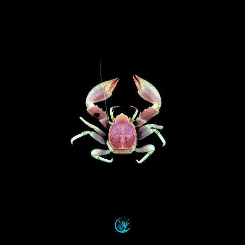 Neopetrolisthes Maculatus 