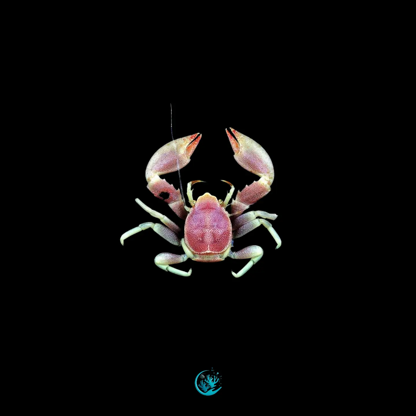 Neopetrolisthes Maculatus  1