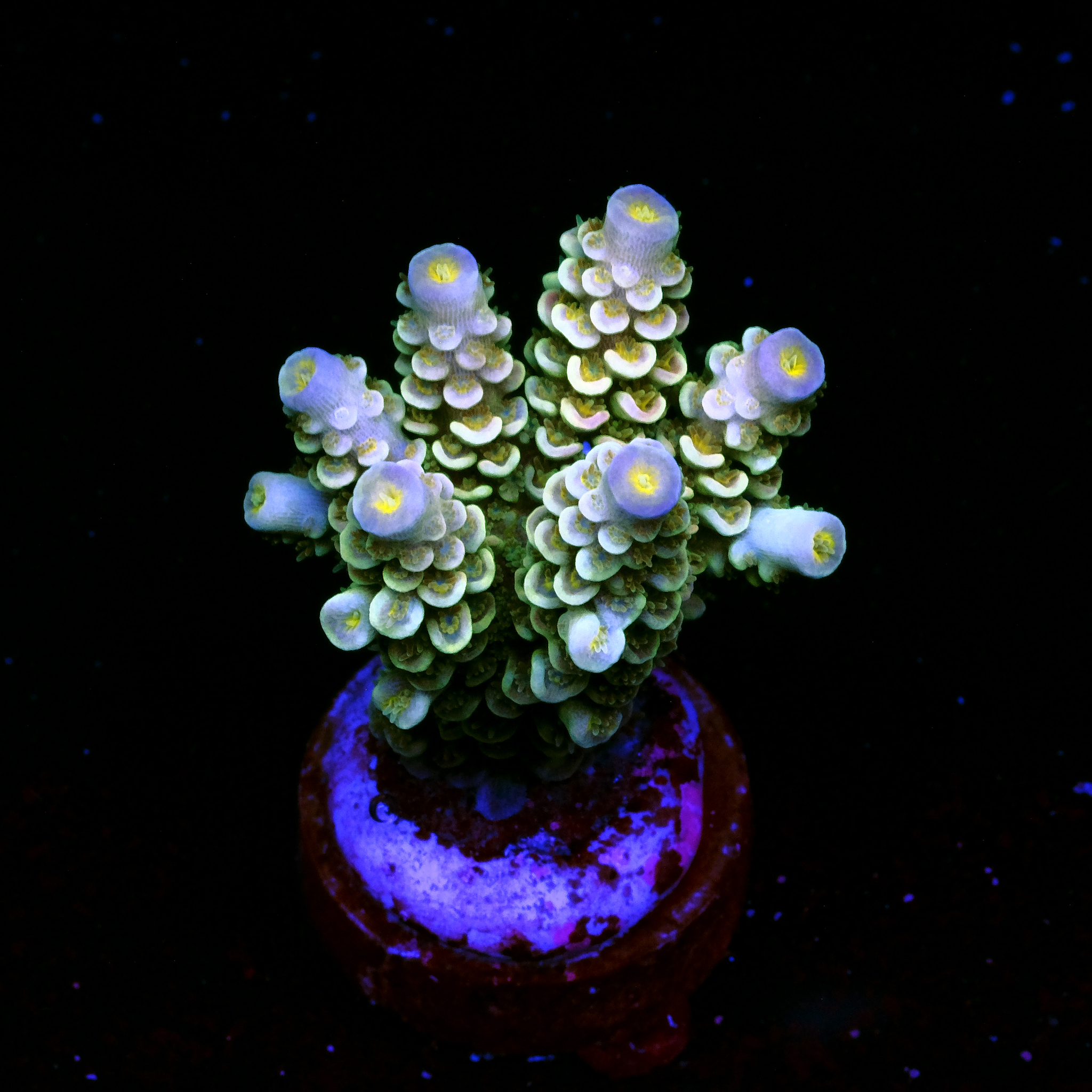 Acropora tenuis