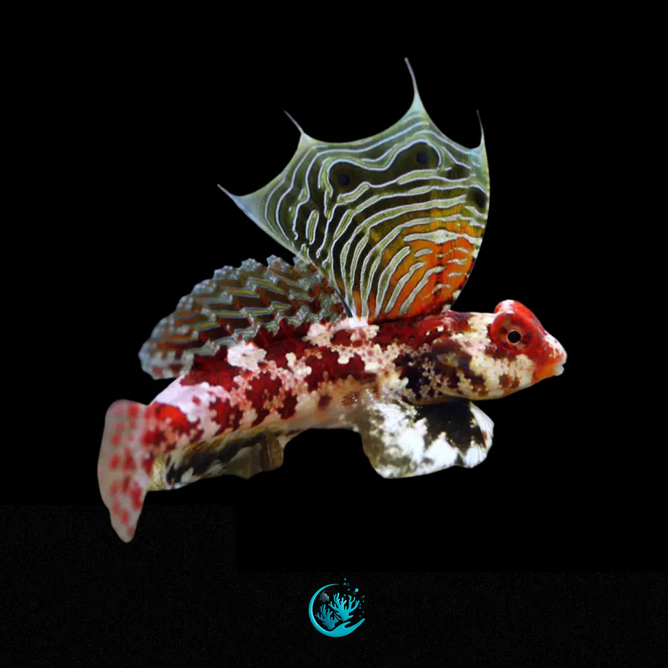 Synchiropus Stellatus casal 1