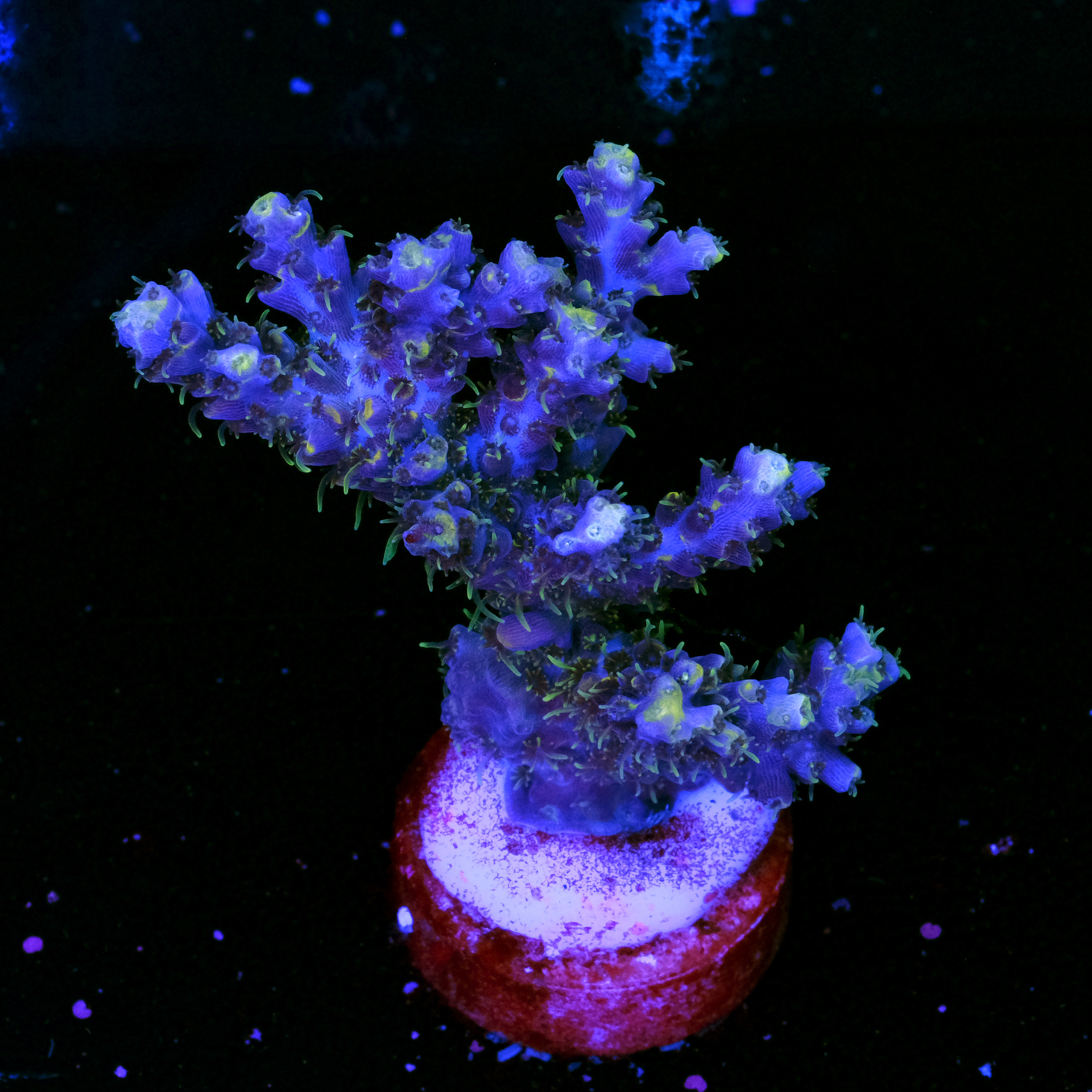 Acropora firegarden