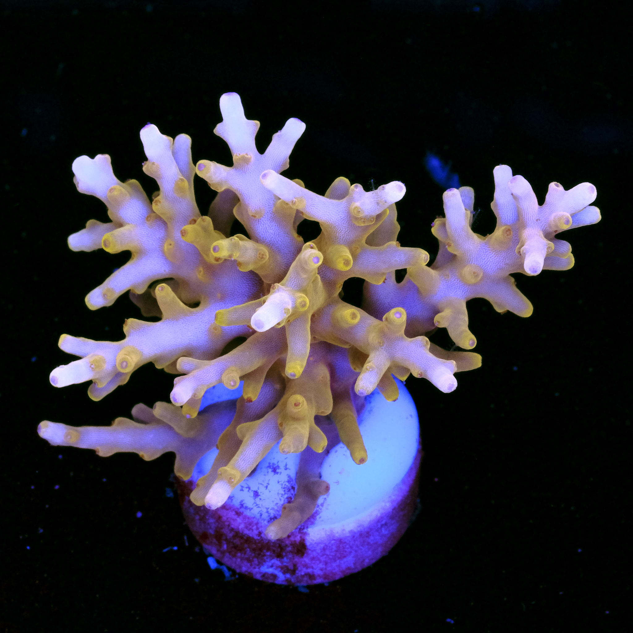 Acropora golden dragon