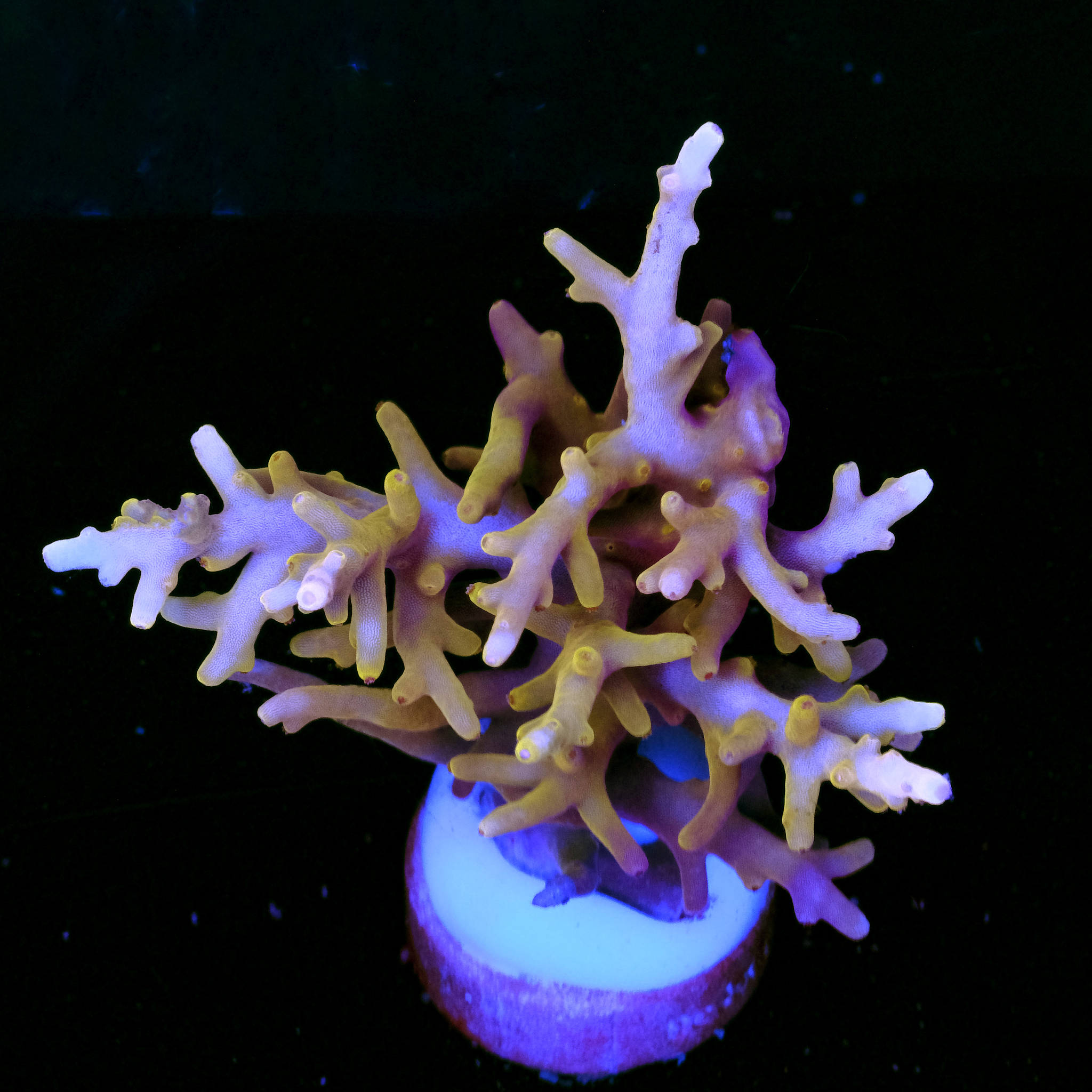 Acropora golden dragon