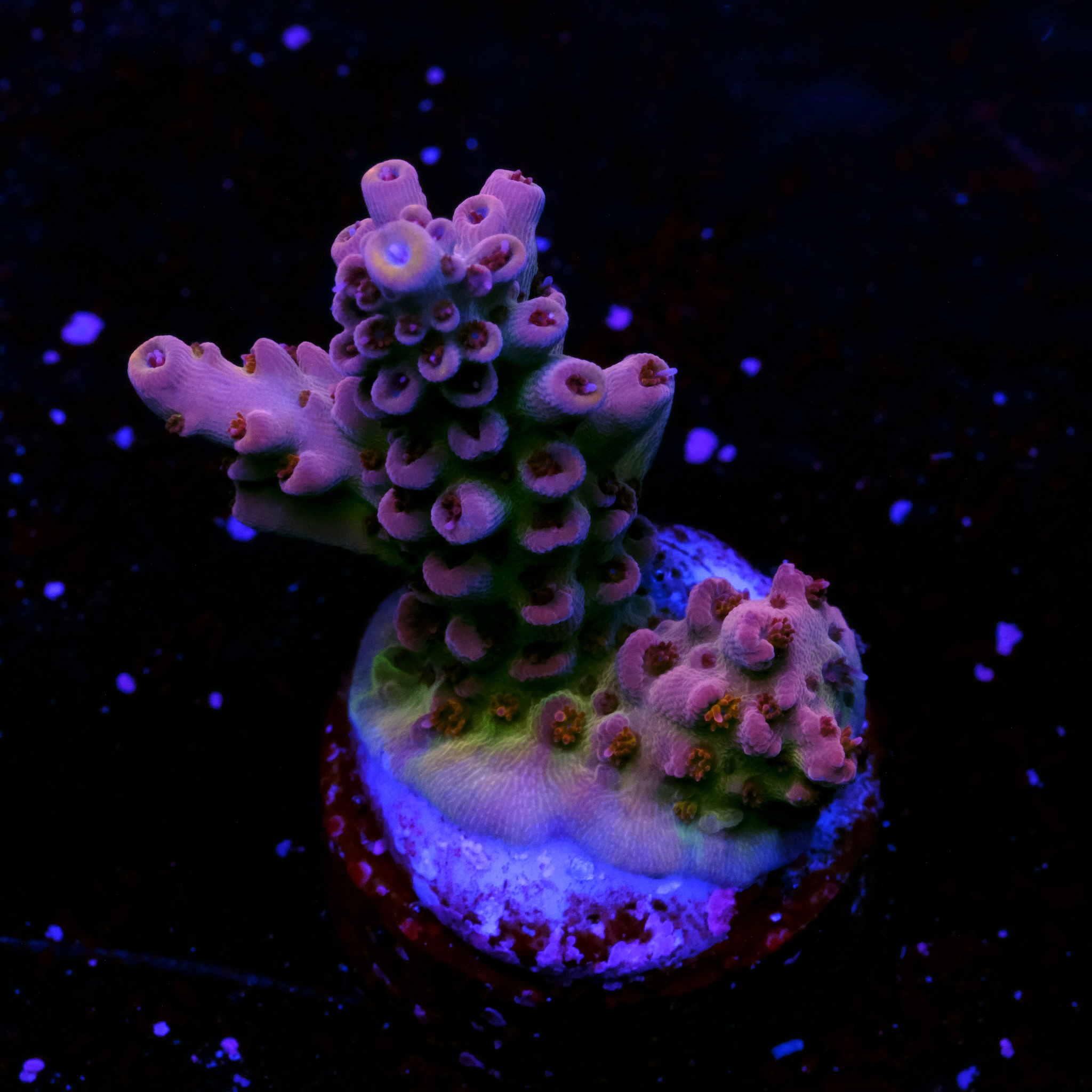 Acropora red microclados