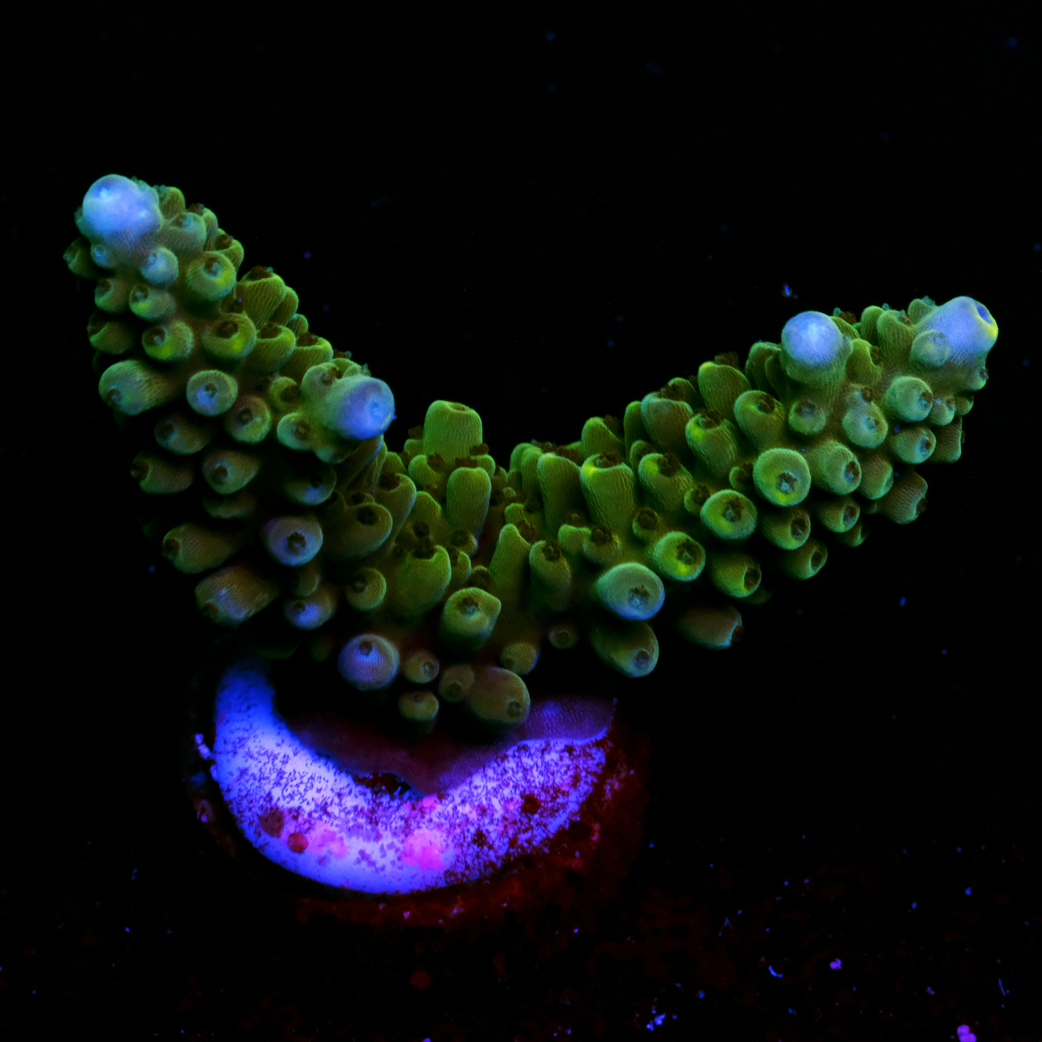 Acropora Staghorn