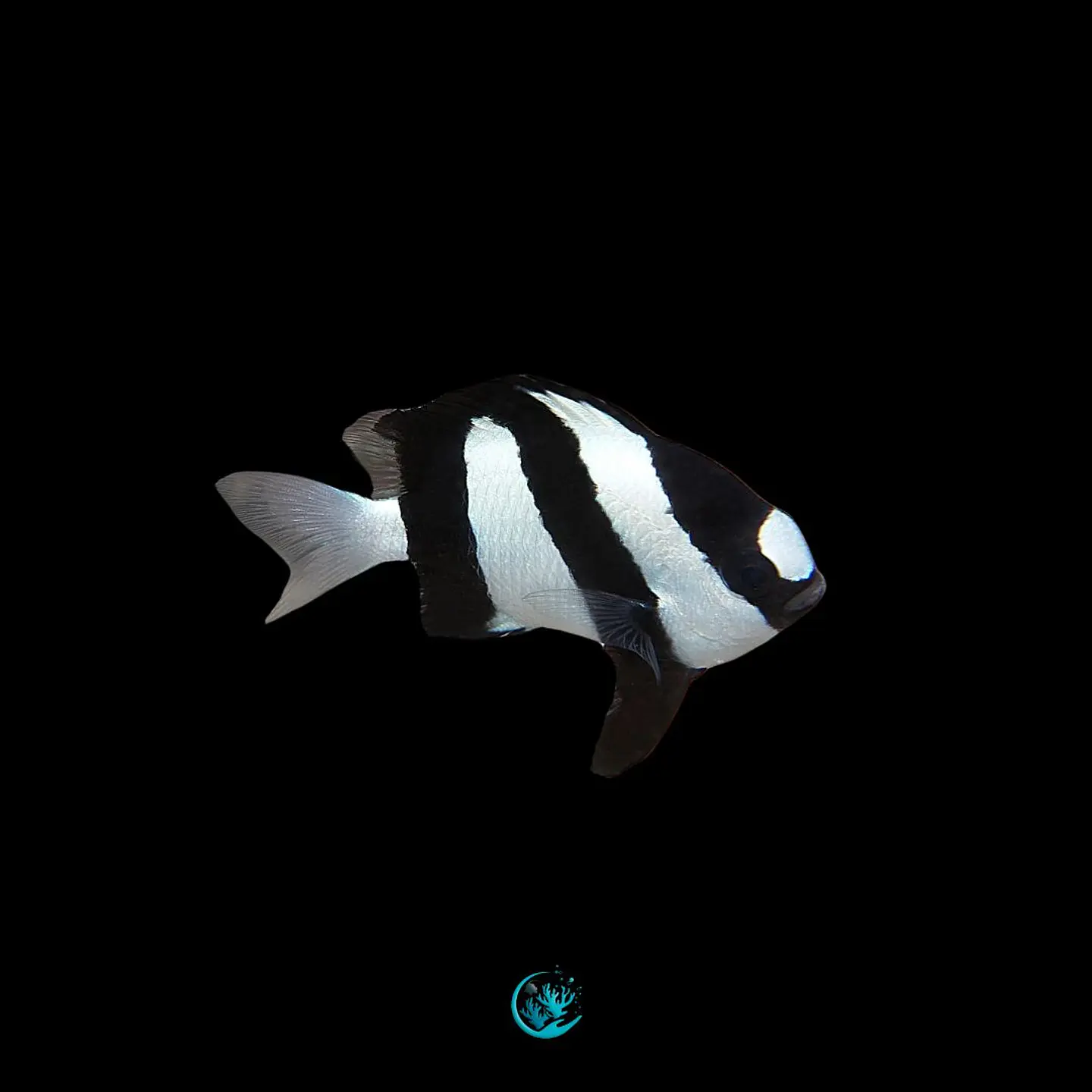 Dascyllus aruanus 1