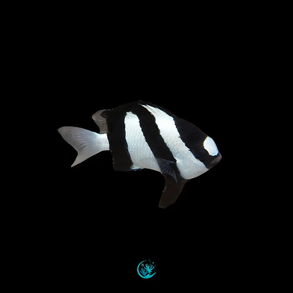Dascyllus aruanus 1