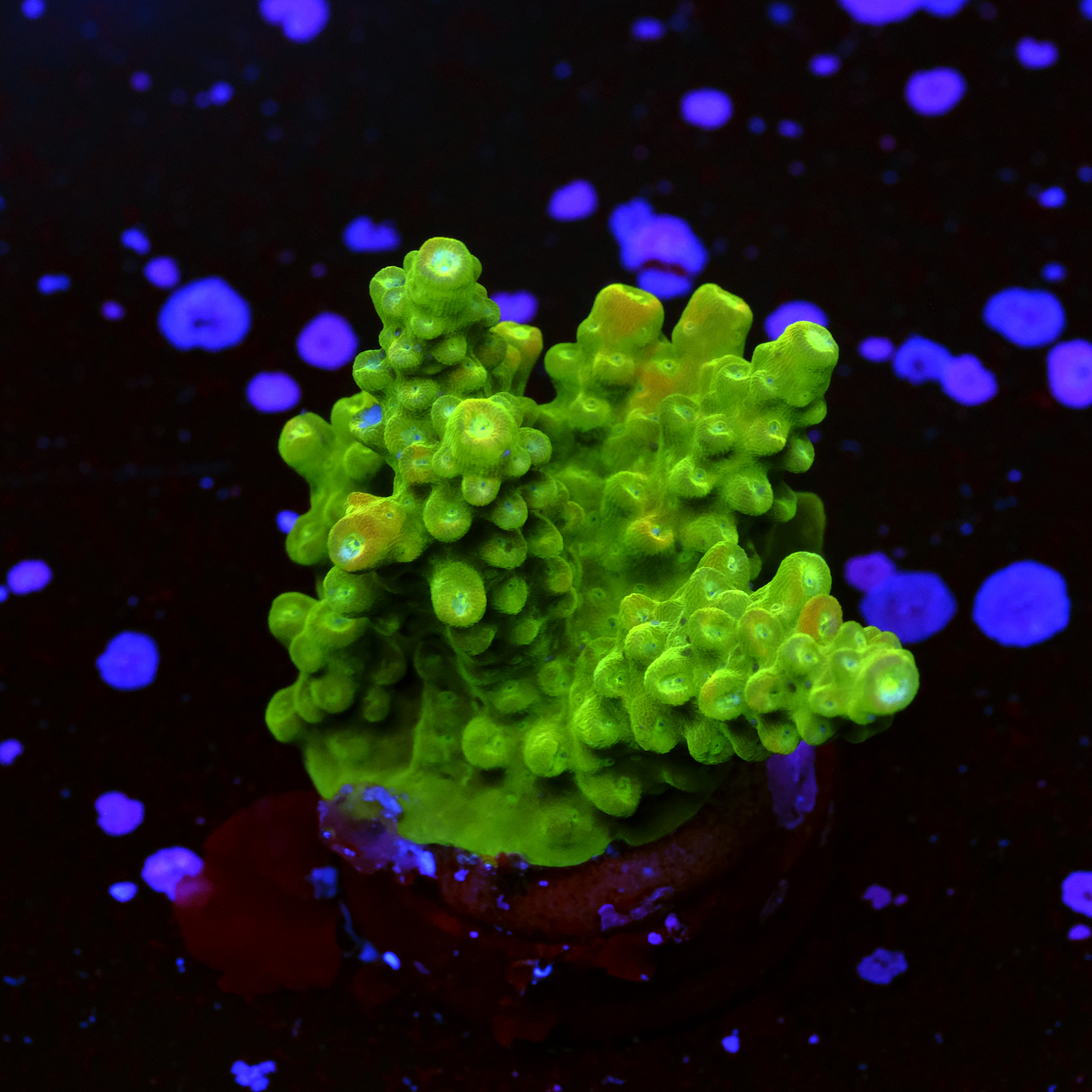 Green paletta acropora