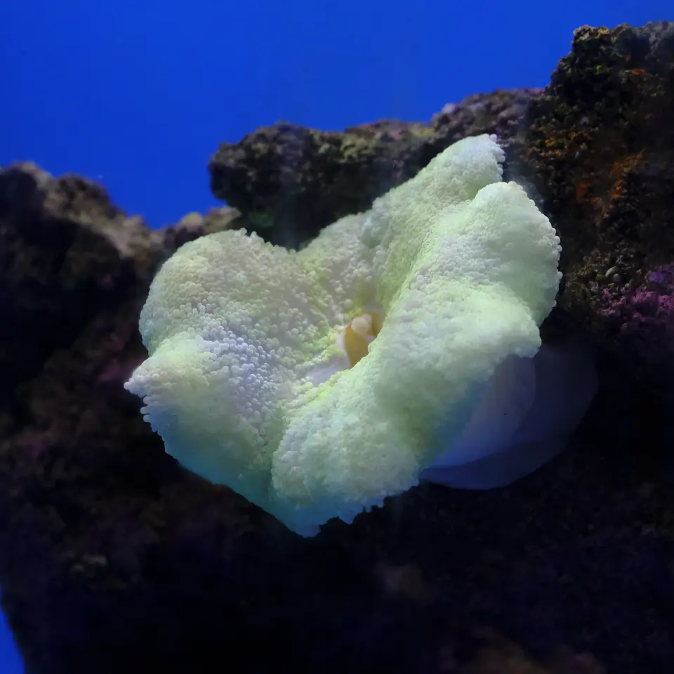 haddoni light green 1