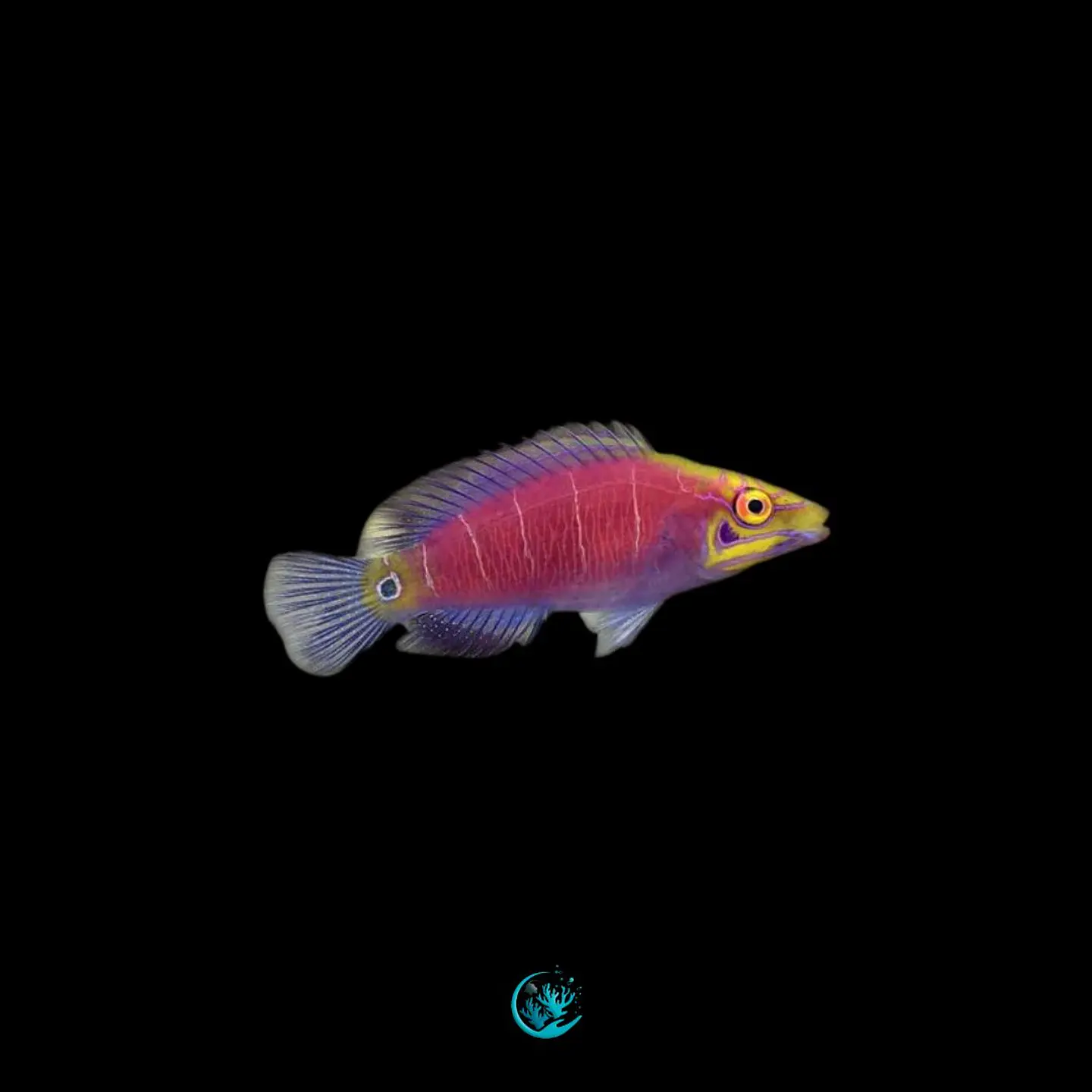 Pseudocheilinus ocellatus 1