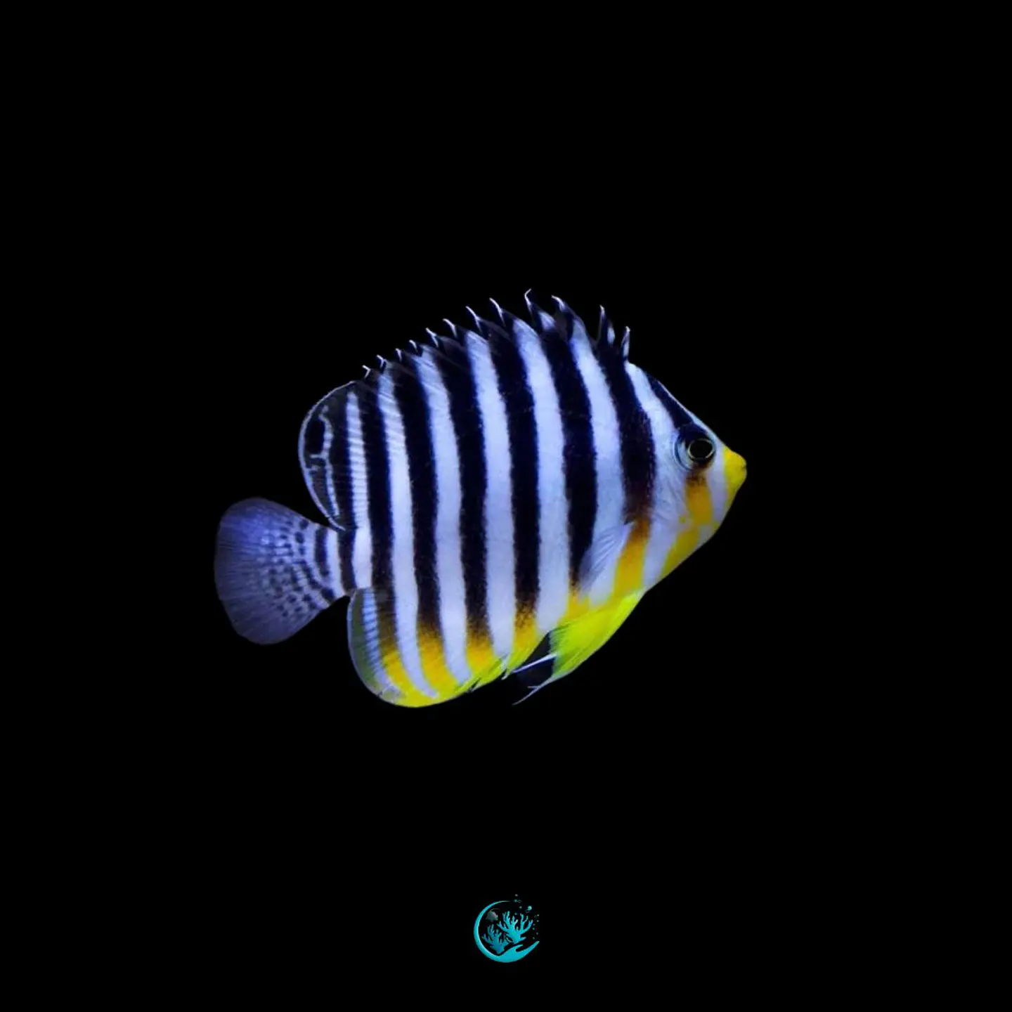 Paracentropyge multifasciata 1