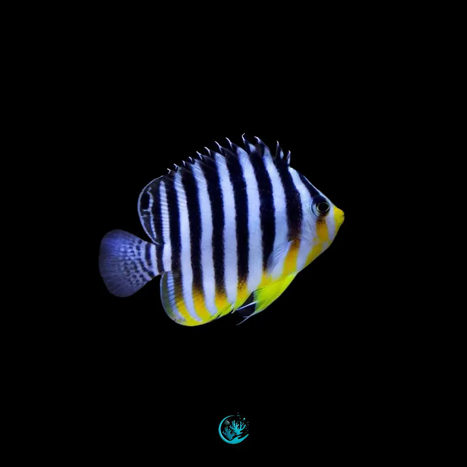 Paracentropyge multifasciata 1