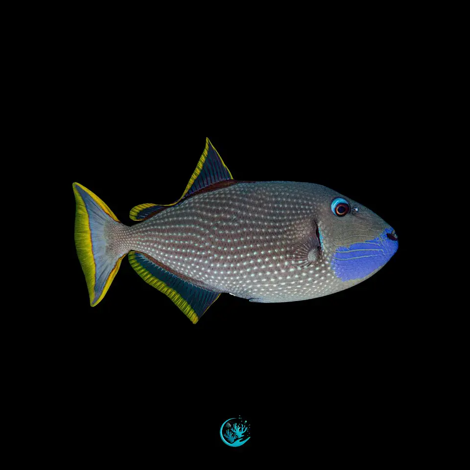 Xanthichthys auromarginatus 1