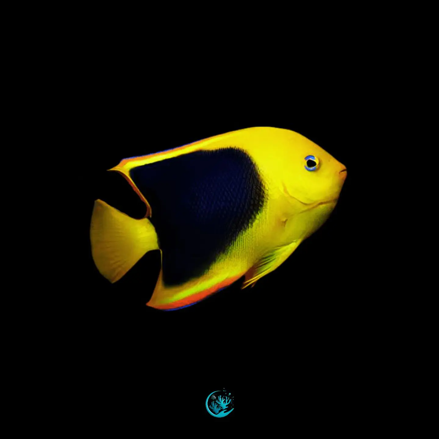 Holacanthus Tricolor 1