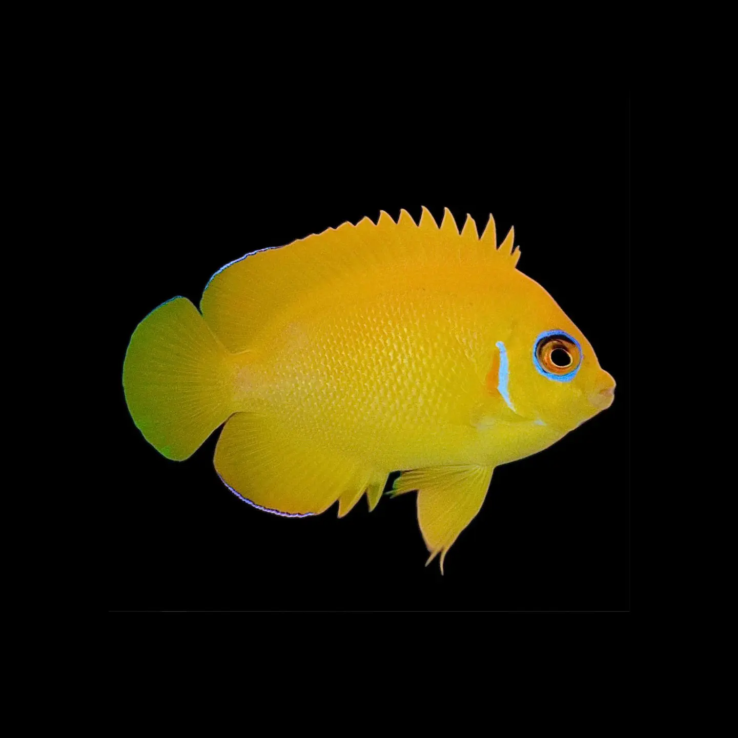 Centropyge flavissima 1