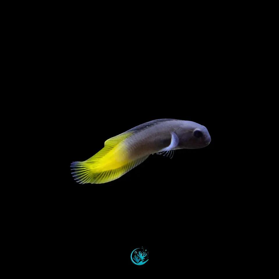Ecsenius lividanalis 1