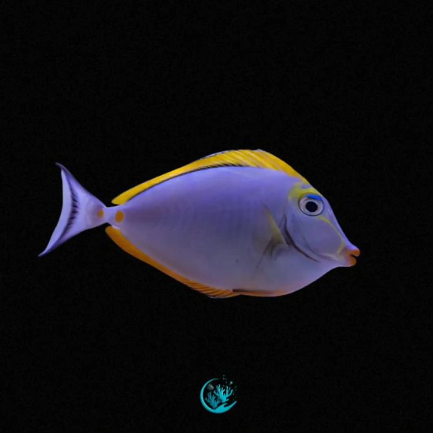 Naso Elegans 1