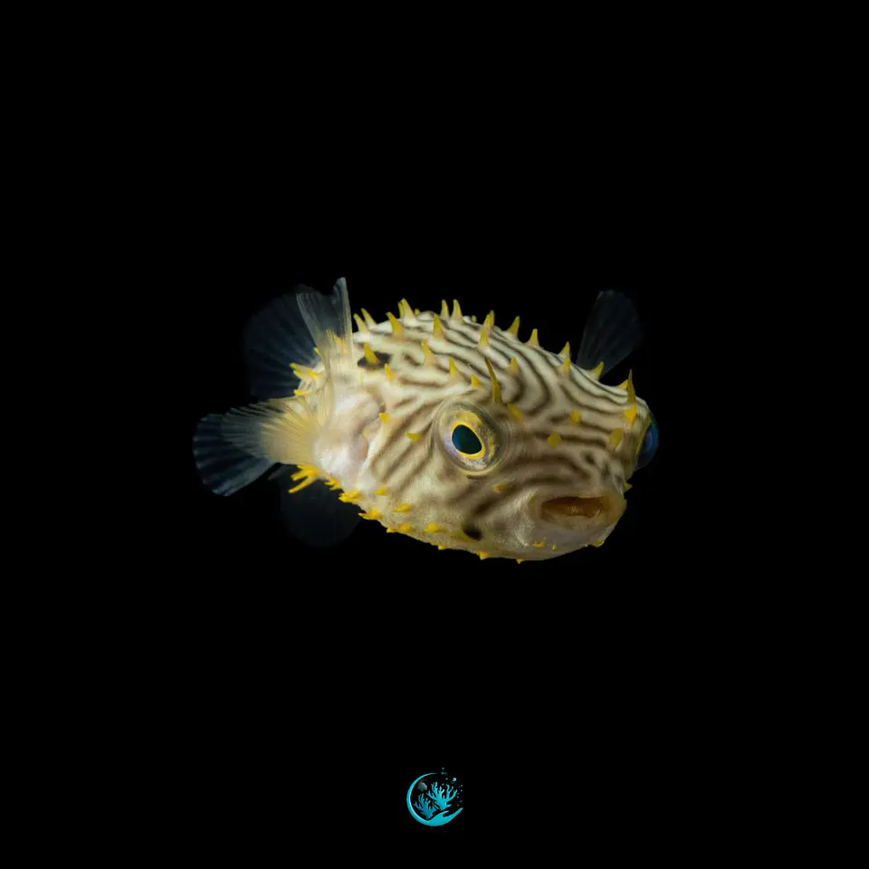 Chilomycterus schoepfii 1