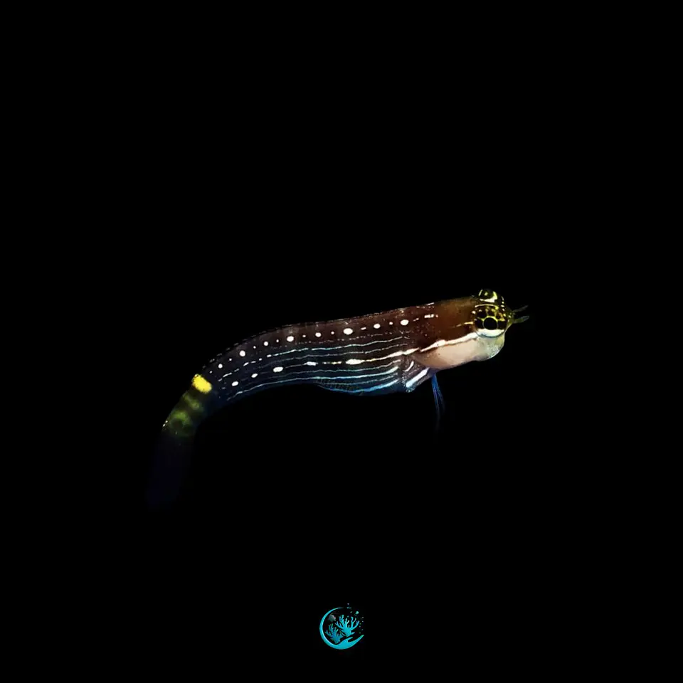 Ecsenius Pictus 1