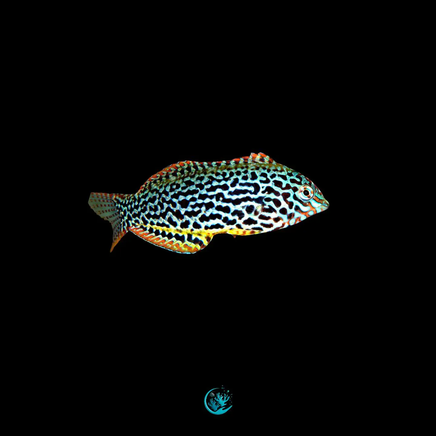 macropharyngodon meleagris 1