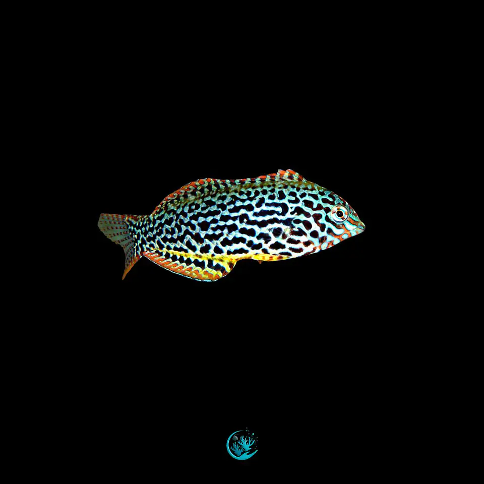 macropharyngodon meleagris 1