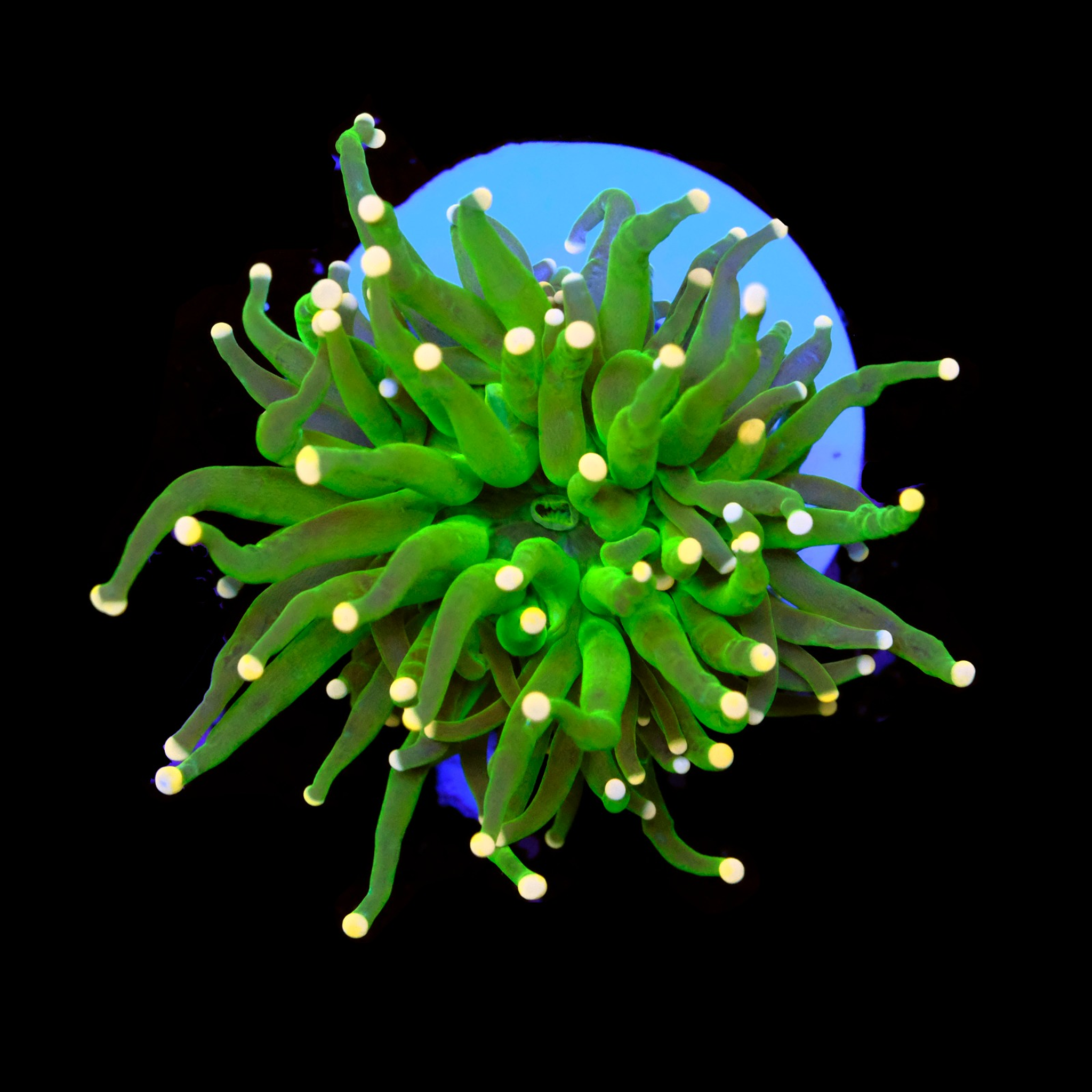 Euphyllia green torch gold tips 