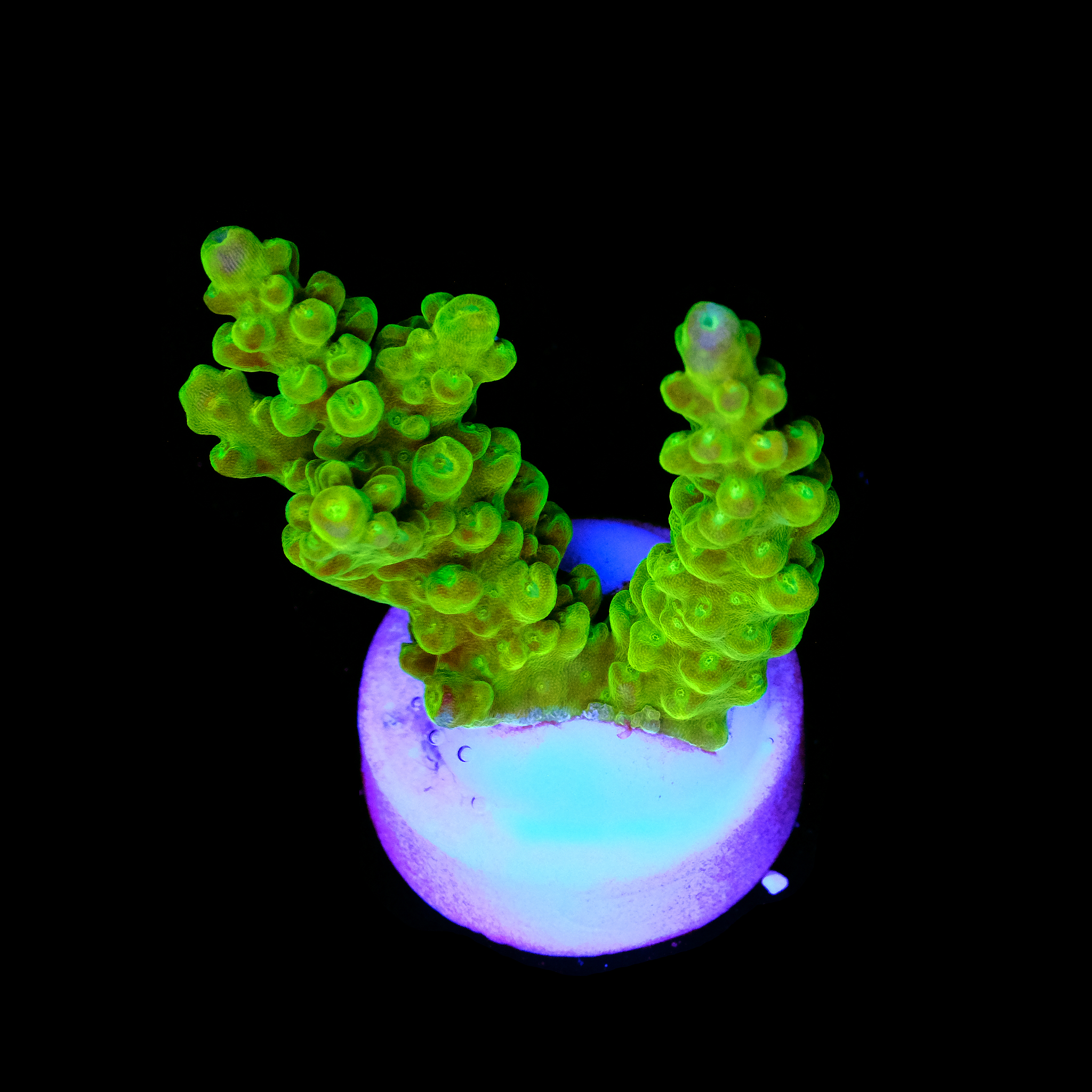 Acropora austera 