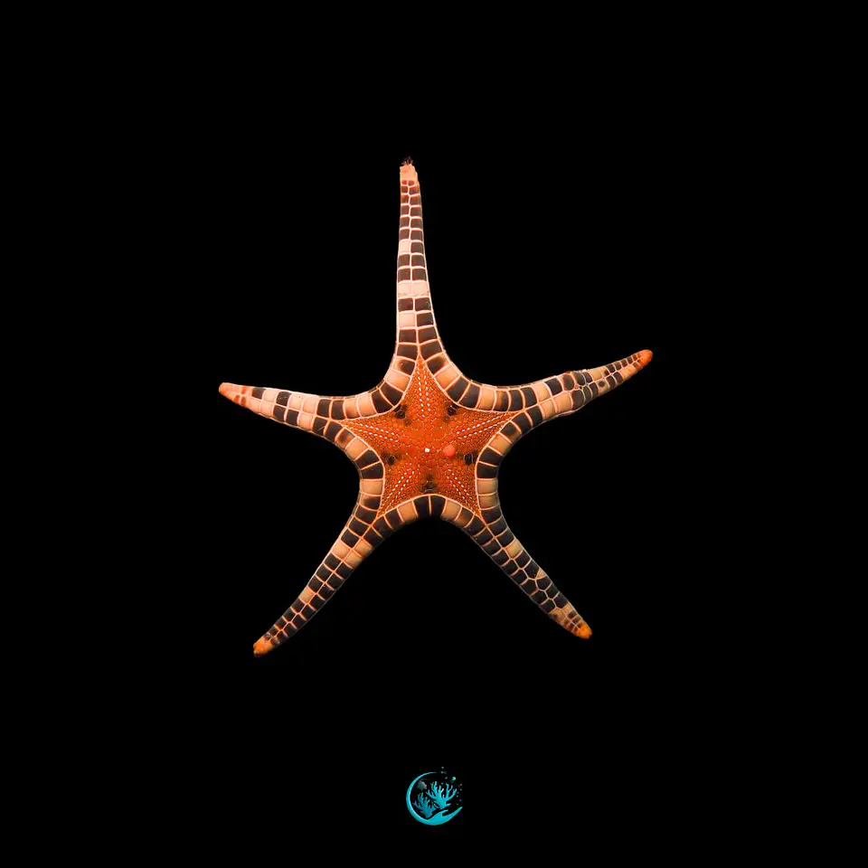 Iconaster Longimanus  1