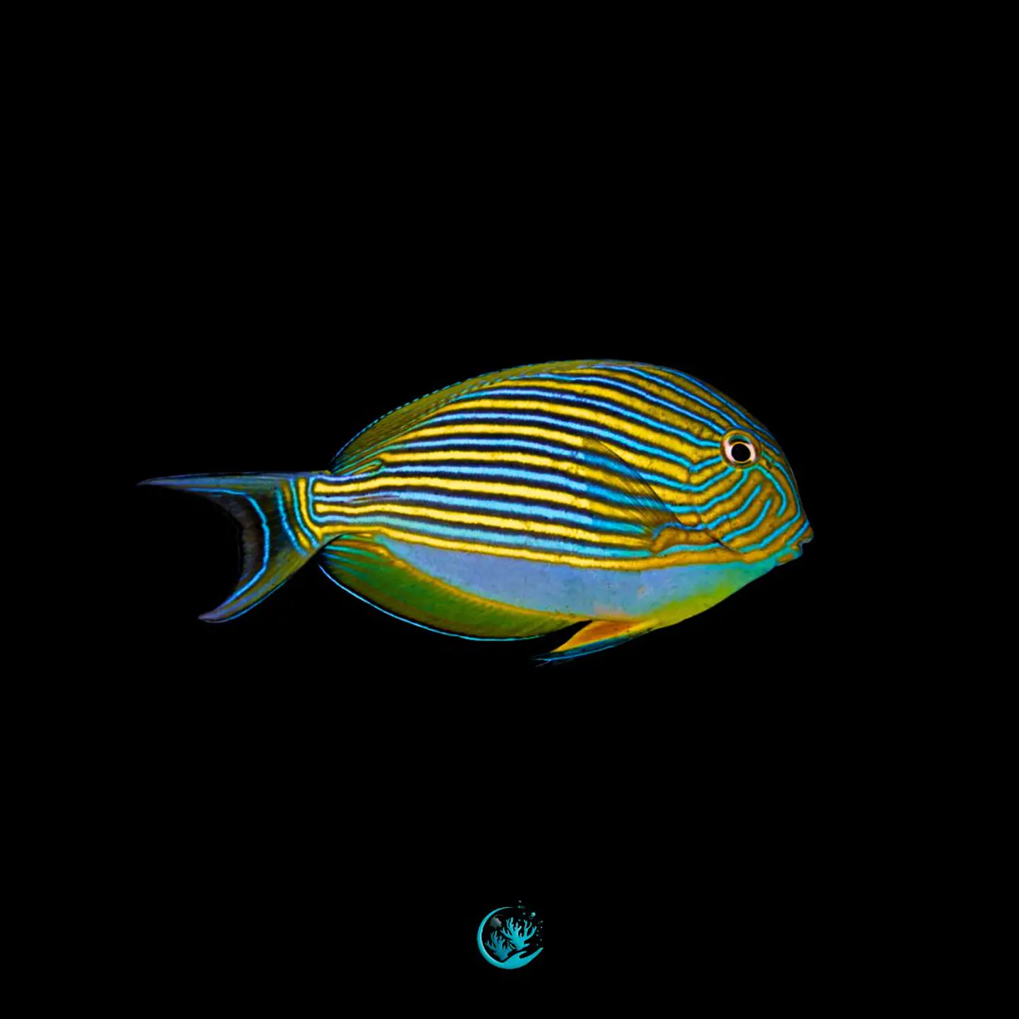 Acanthurus Lineatus 1