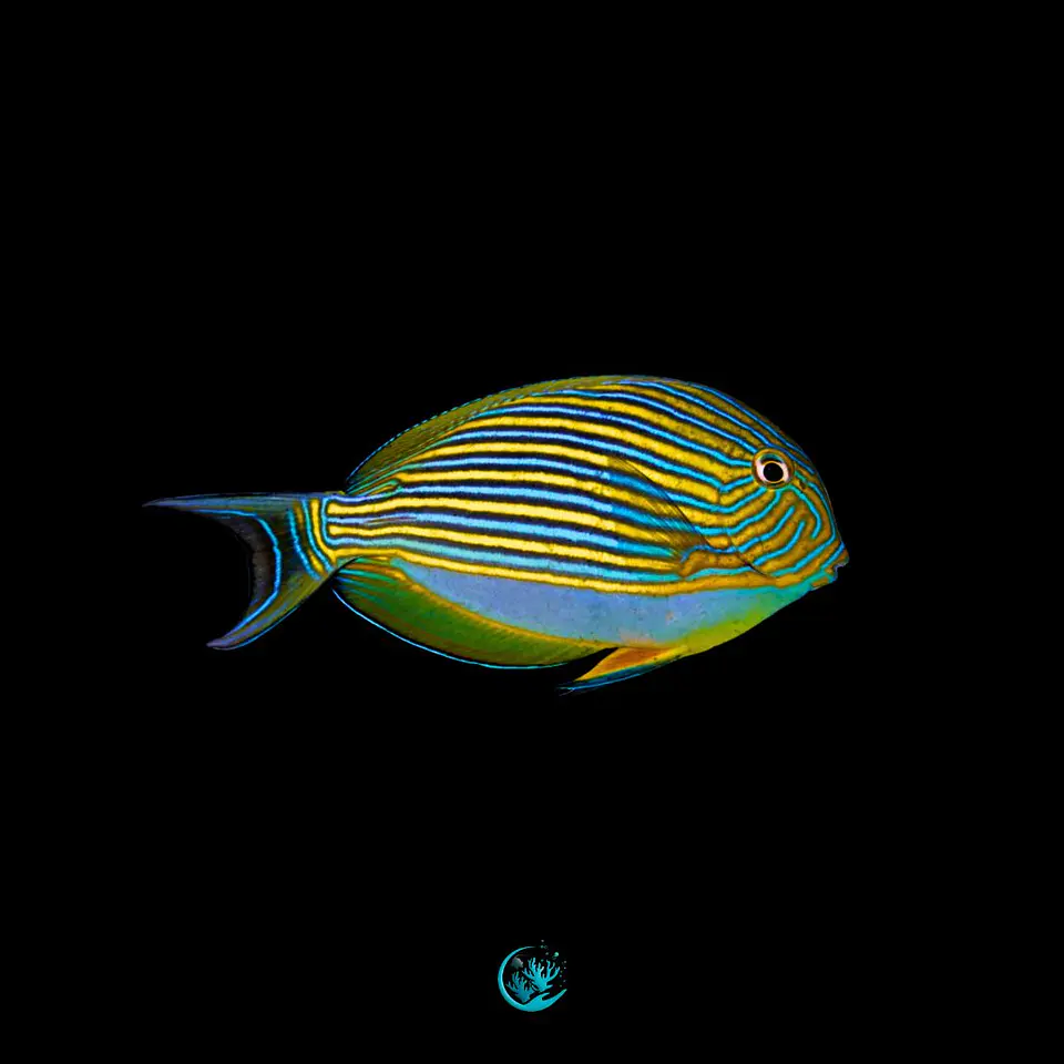 Acanthurus Lineatus 1