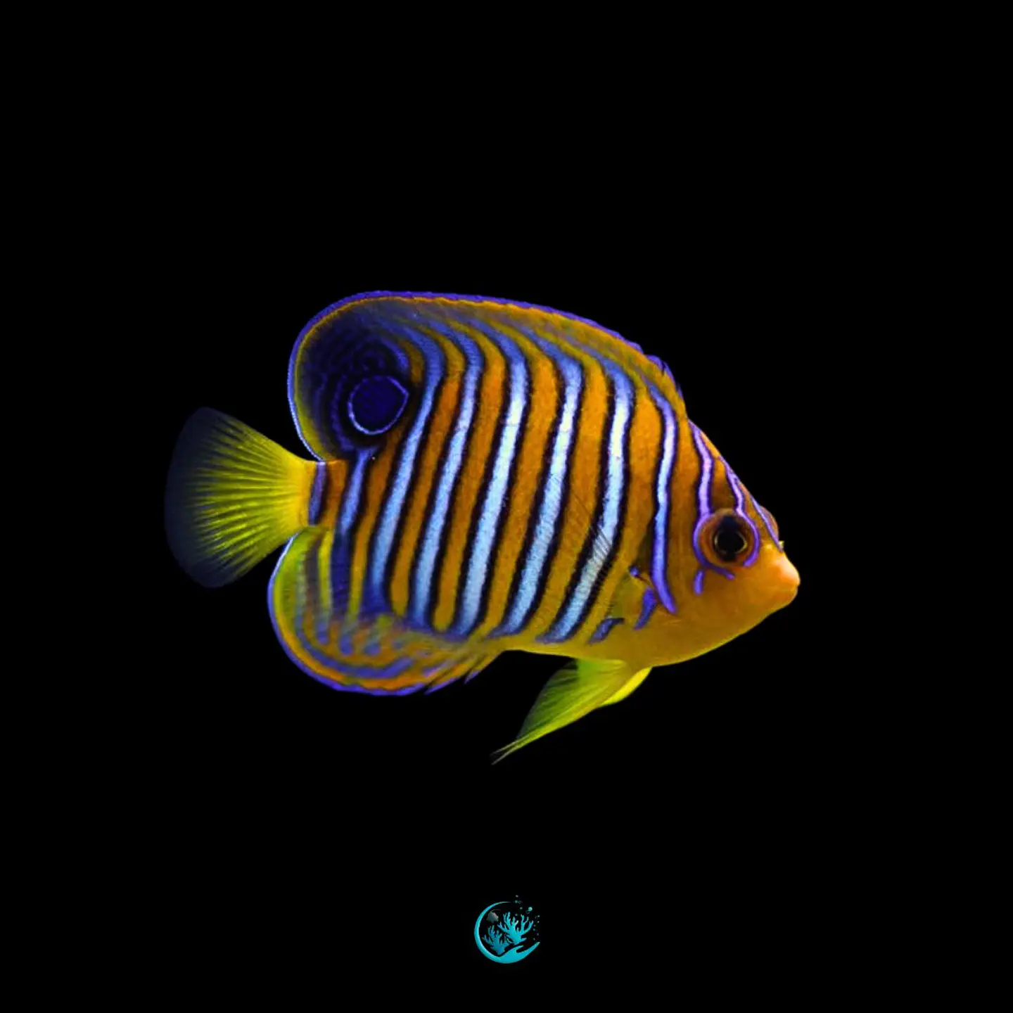 Pygoplites Diacanthus 1