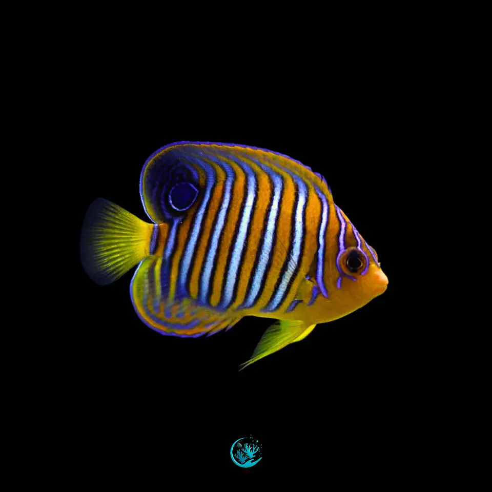 Pygoplites Diacanthus 1